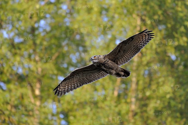Eurasian Eagle-Owl (Bubo bubo) flying, North Rhine-Westphalia, Germany