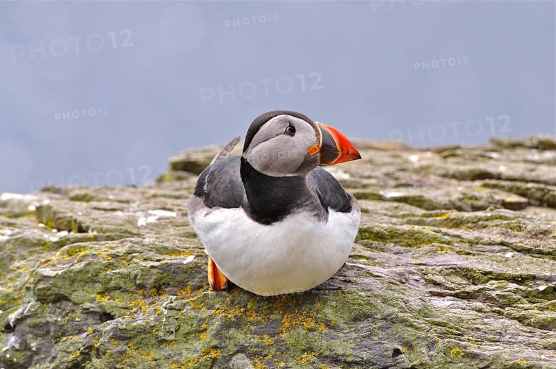 Puffin (Fratercula arctica)