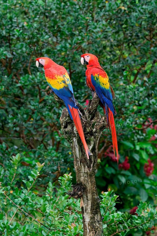 Two Hybrid Scarlet x Great Green Macaws (Ara macao x militaris) perched on a branch, Costa Rica