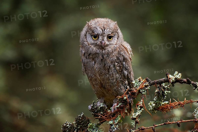 Scops Owl, Otus scops, sitting on tree branch in the dark forest. Wildlife animal scene from nature. Little bird, owl close-up detail portrait in the nature, Bulgaria