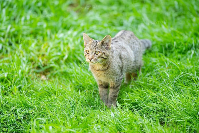 European wildcat (Felis silvestris silvestris) on a meadow, Hesse, Germany