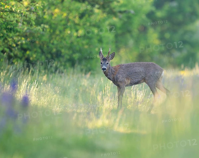 European roe deer (Capreolus capreolus), roebuck standing on a forest path and looking attentively, wildlife, Thuringia, Germany