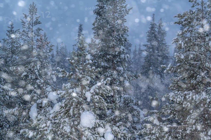 Boreal coniferous forest blowing in snow, Gällivare, Norrbotten, Lapland, Sweden, November 2023