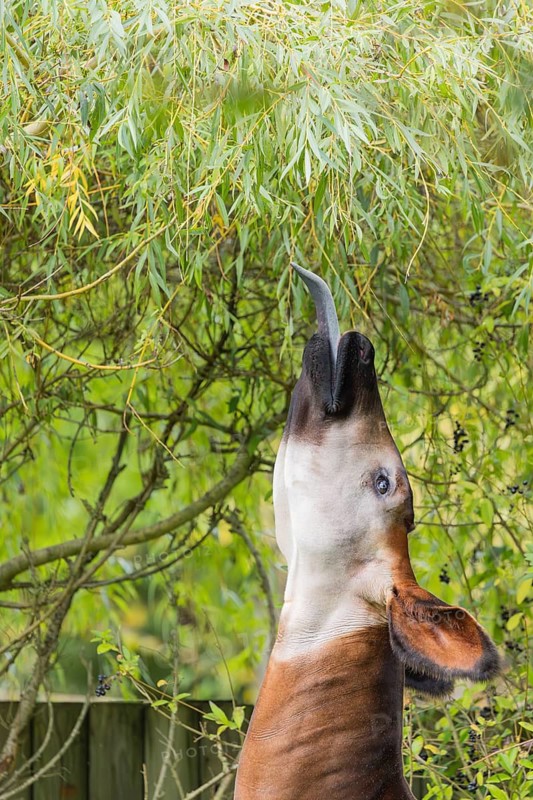 An adult okapi (Okapia johnstoni) stands in the middle of green bushes and eats the leaves