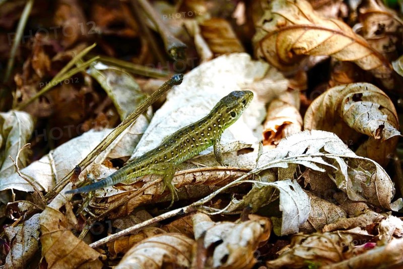 Sand lizard, Black Forest, May, Germany