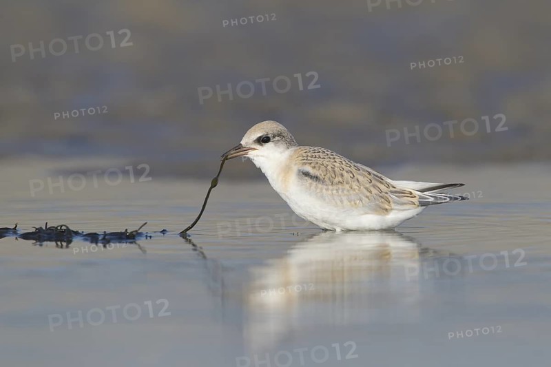 Juvenile Least Tern tugging on seaweed on New England Beach