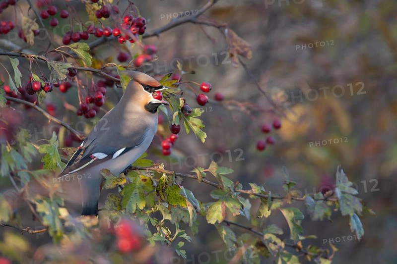 Waxwing (Bombycilla garrulus) adult bird feeding on a Hawthorn berry in a hedgerow, Norfolk, England, United Kingdom