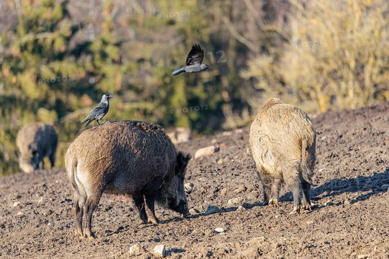 A jackdaw (Coloeus monedula) sits on the back of a wild boar (Sus scrofa)