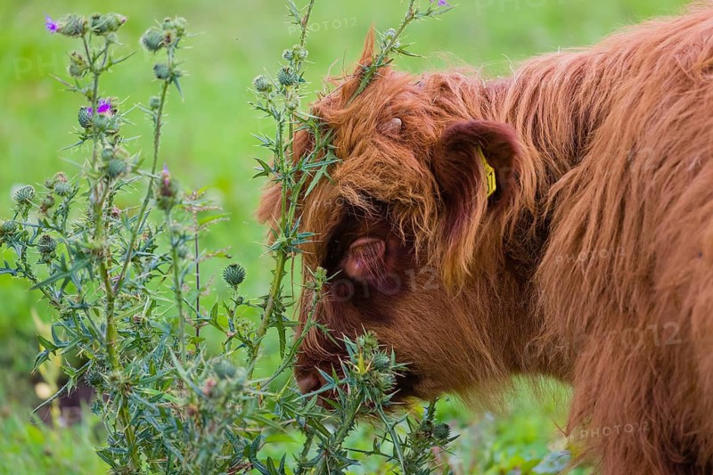 Portrait of a Highland calf (Bos primigenius taurus)