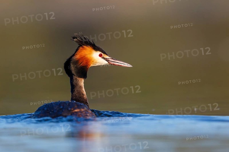 Great Crested Grebe (Podiceps cristatus), North Rhine-Westphalia, Germany