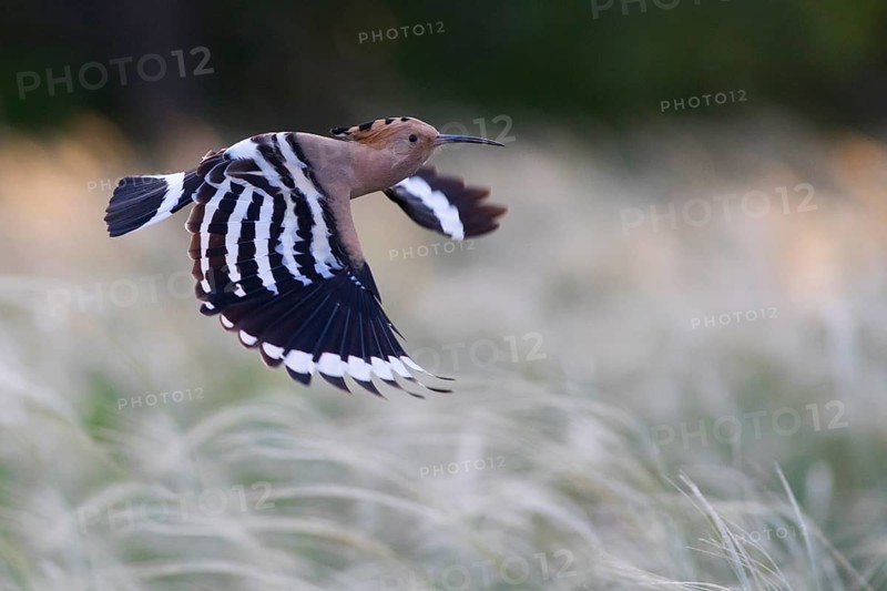 Eurasian Hoopoe (Upupa epops) flying, Subotica, Serbia