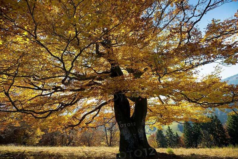 Autumn-colored beech, Wiesental, Black Forest, Baden-Württemberg, Germany