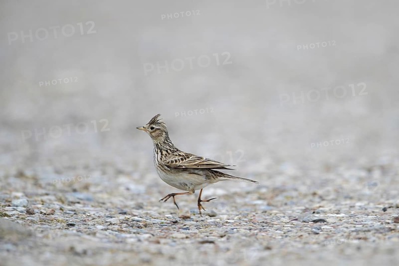 Eurasian skylark (Alauda arvensis) hopping over the ground with raised crest on head in spring