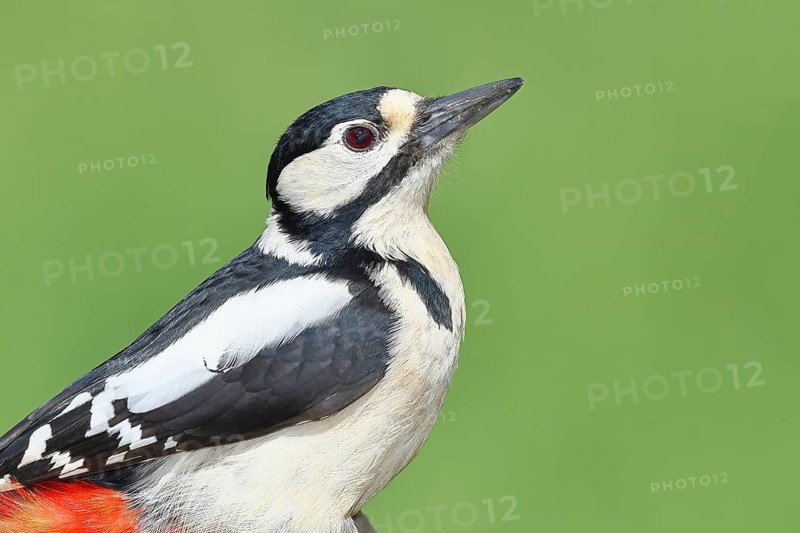 Great spotted woodpecker (Dendrocopos major) female sitting on the trunk of a fallen birch tree, Animals, Birds, Woodpeckers, Wilnsdorf, North Rhine-Westphalia, Germany