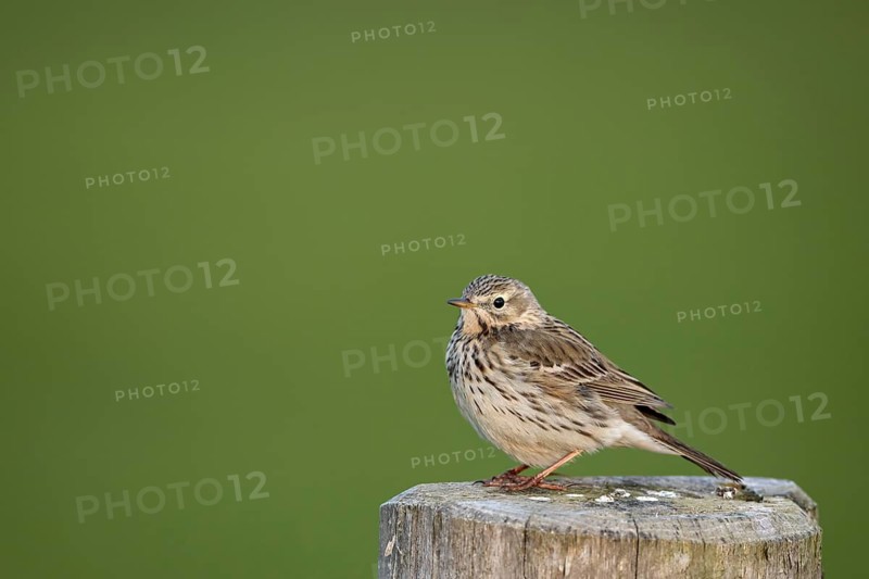 Meadow Pipit (Anthus pratensis), Ochsenmoor, Dümmer, Lemförde, Lower Saxony, Germany