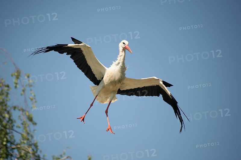 White stork (Ciconia ciconia) coming in to land against a blue sky, Allgäu, Bavaria, Germany