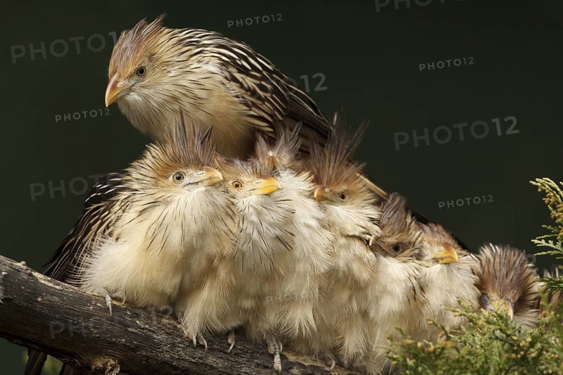 Guira Cuckoo (Guira guira) group perched on a branch, captive, Germany