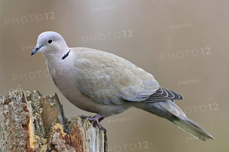 Eurasian Collared Dove (Streptopelia decaocto), Bavaria, Germany