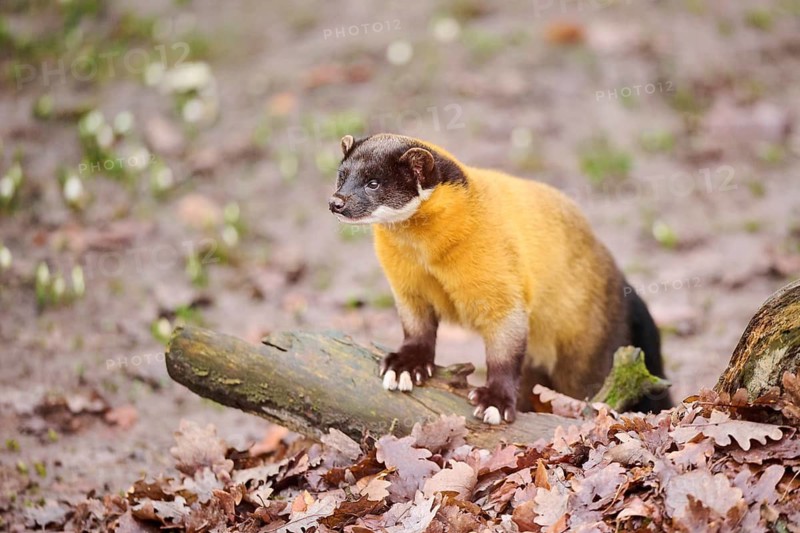 Yellow-throated marten (Martes flavigula) on an old tree trunk, Germany