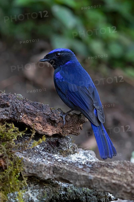 Large Niltava (Niltava grandis grandis) male, Yunnan, China