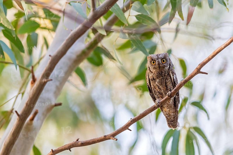 Scops Owl, (Otus scops), biotope, habitat, perch, animals, birds, owls Lesbos Island, Lesbos, Greece