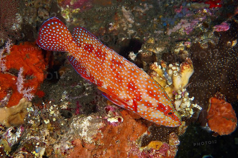 A colourful, spotted fish, the jewel grouper (Cephalopholis oligosticta), swims over a piece of coral in a colourful reef at the USAT Liberty dive site, Tulamben, Bali, Indonesia