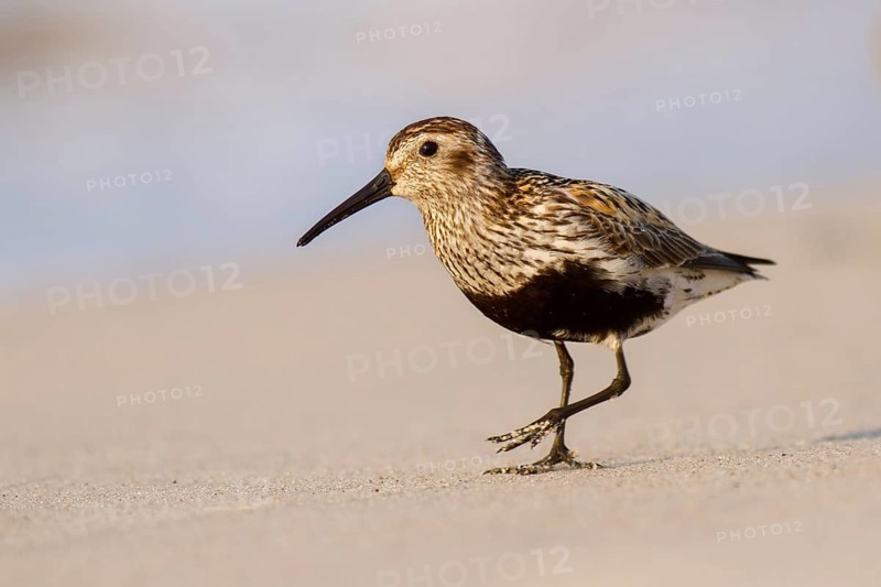Dunlin (Calidris alpina), Poland