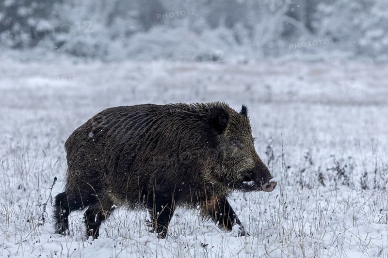 While the wild boar (Sus scrofa) crosses a forest meadow, it seems to be watching something in the neighbouring spruce forest, early winter, winter, snow, cold, mating season, November, Denmark
