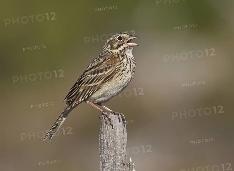 Vesper Sparrow (Pooecetes gramineus) singing, Michigan, USA