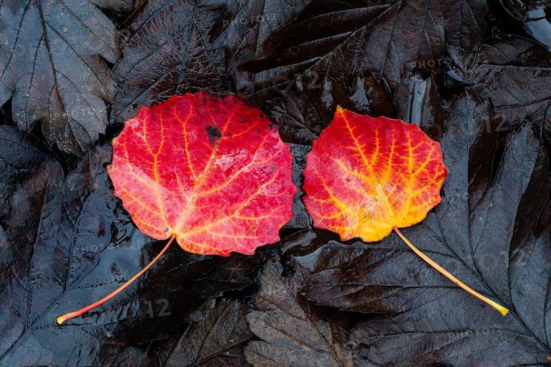 Aspen (Populus tremula), two leaves lying on old oak tree leaves, on the ground, showing bright autumn colors, Hesse, Germany