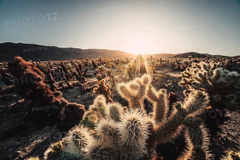 Sunset in Joshua Tree National Park