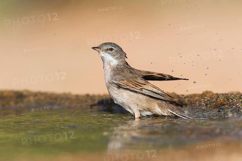 Common Whitethroat (Sylvia communis) male bathing, Eilat, Israel