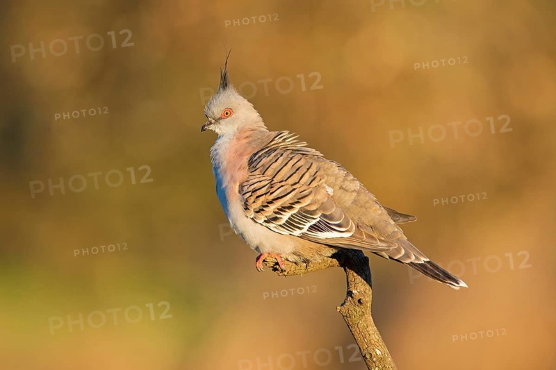 Crested Pigeon (Ocyphaps lophotes) perched on a branch, Victoria, Australia