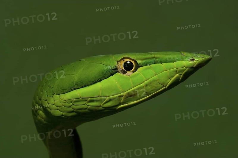 Green vine snake (Oxybelis fulgidus)
