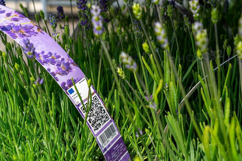 Horticultural company, lavender plants, in flower pots, outdoors, are packed for transport to the customer, North Rhine-Westphalia, Germany