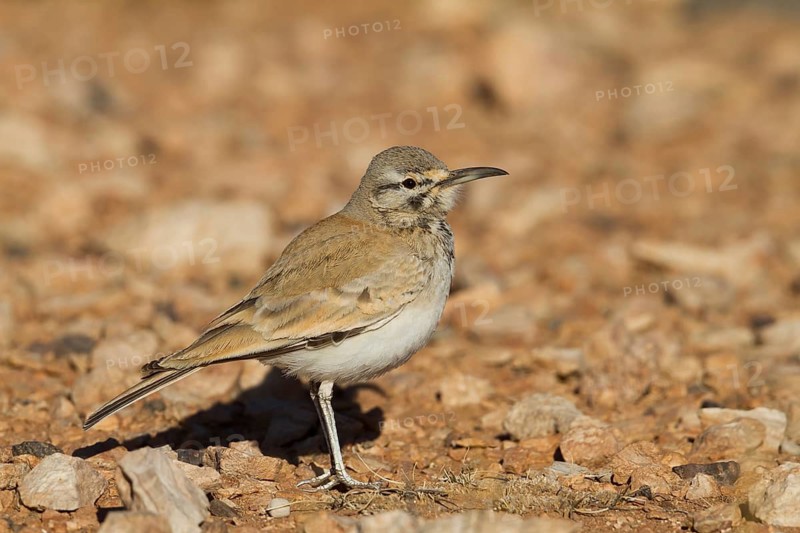 Greater Hoopoe Lark - Wüstenläuferlerche - Alaemon alaudipes ssp. alaudipes, Morocco
