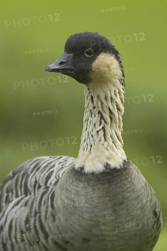 Nene (Branta sandvicensis), Hawaii, USA