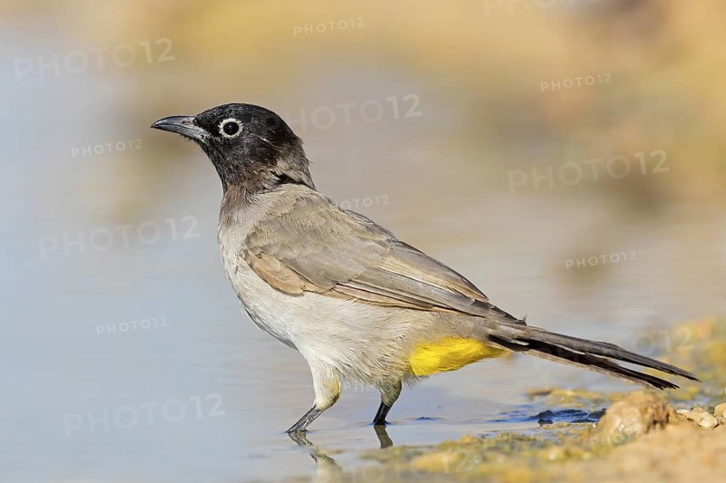Yellow-vented Bulbul, (Pycnonotus xanthopygos), Animals, Birds, Bulbul, Songbird, Family of the True Bulbul, Celias Waterhole, Ezuz, HaDarom, Israel