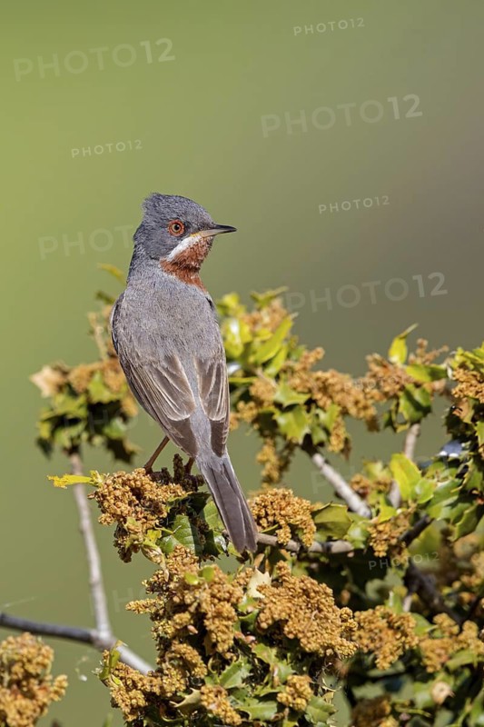 White-bearded warbler, warbler, (Sylvia cantillans), animals, birds, perch, warbler family, Lesvos, Greece