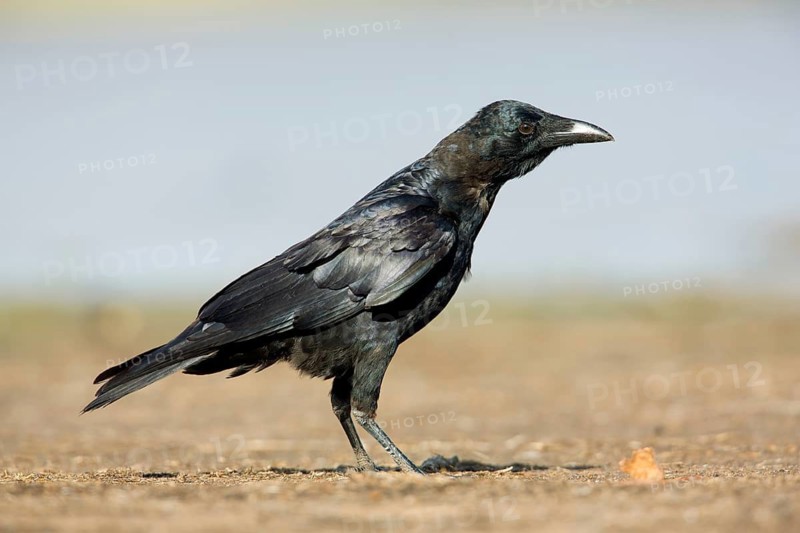 Little Raven (Corvus mellori) juvenile, Victoria, Australia