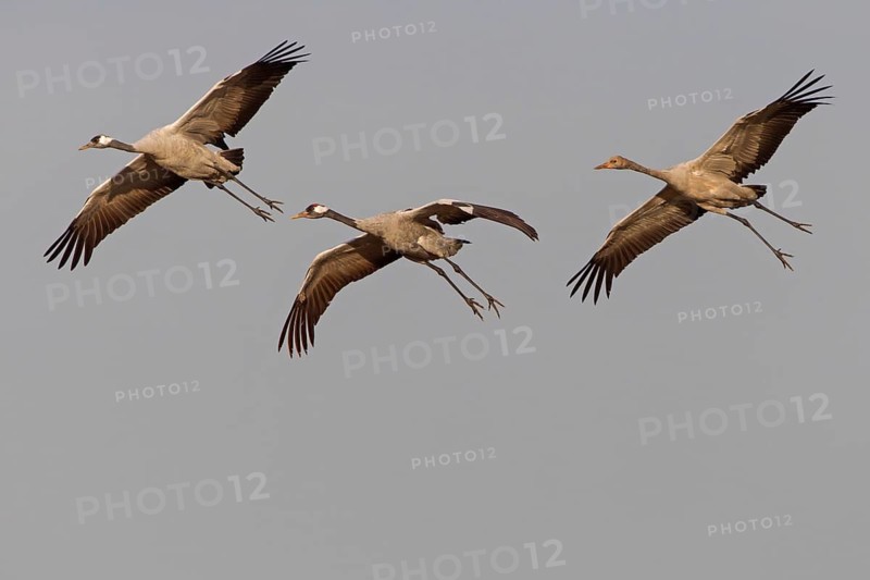Common Crane (Grus grus) flying, Mecklenburg-Western Pomerania, Germany