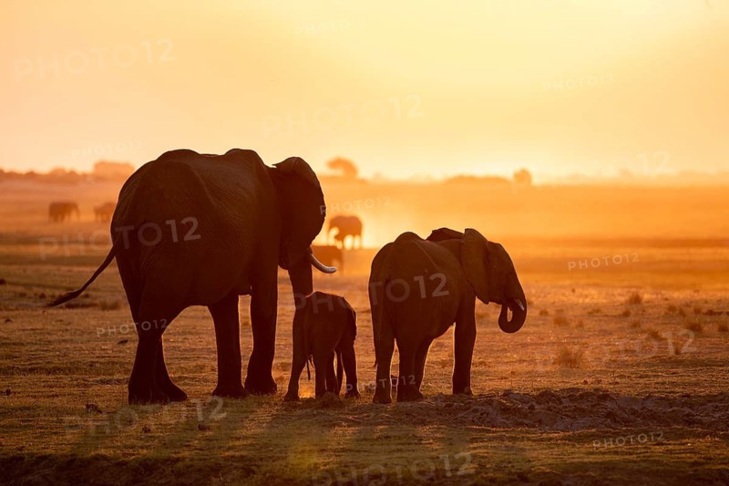 African elephant (Loxodonta africana), silhouette, sunset, atmospheric light, Ihaha, Chobe National Park National Park, Botswan