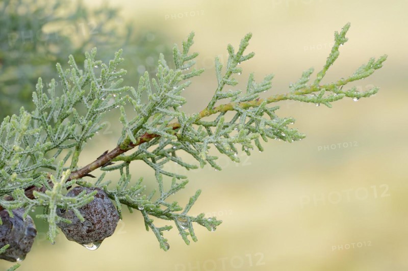 Arizona cypress (Cupressus arizonica), cones, ornamental tree, North Rhine-Westphalia, Germany