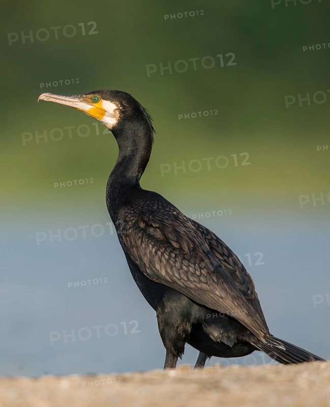Black shag, cormorant, phalacrocorax carbo, birds, high size, portrait format, pelecaniforms, ropedes, birds, waterbirds, waterbirds