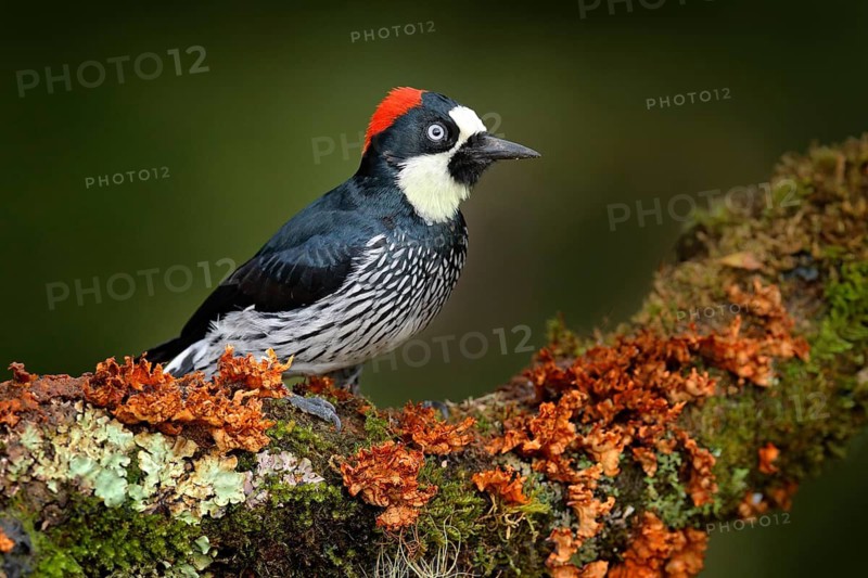 Birdwatching in America. Woodpecker from Costa Rica mountain forest, Acorn Woodpecker, Melanerpes formicivorus. Beautiful bird sitting on the green mosse branch in habitat. bird in nature, Costa Rica