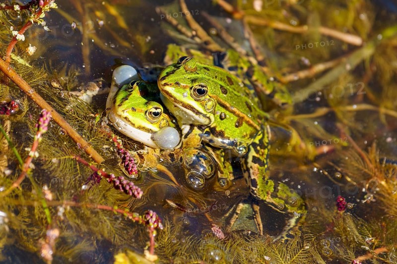 Green frogs in a pond during mating, surrounded by algae, water frog (Rana esculante) wildlife, Germany