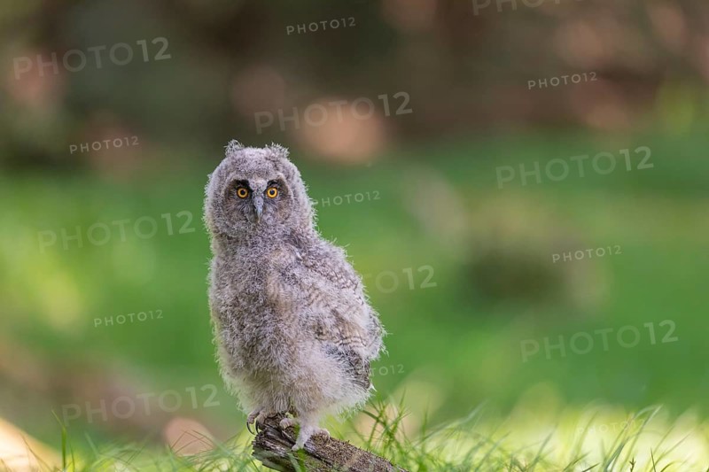 One young long-eared owl (Asio otus), sitting on a branch of a tree. Green vegetation in the background
