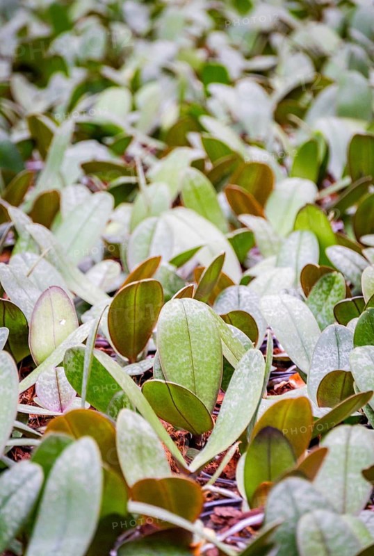 A close-up view of thriving green plants with dense foliage, highlighting the lush textures and vibrant life in a garden setting