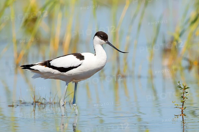 Black-capped avocet (Recurvirostra avosetta) standing in shallow water, Wildlife, Neusiedler See-Seewinkel National Park, Burgenland, Austria