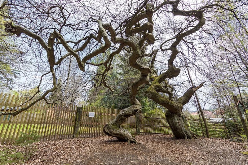 Süntelbuchen, copper beech (Fagus sylvatica), Tharandt Forest, Saxony, Germany